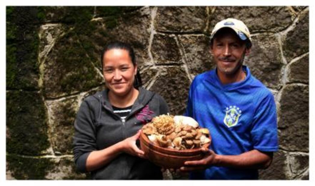 El reino de los hongos