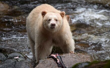 Conmociona muerte y tortura de oso con un tractor en Irán  