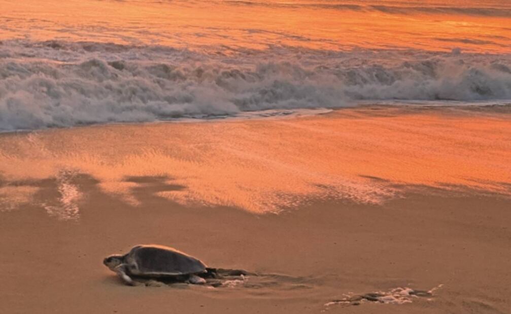 Tortuga golfina, bajo el cuidado de comuneros