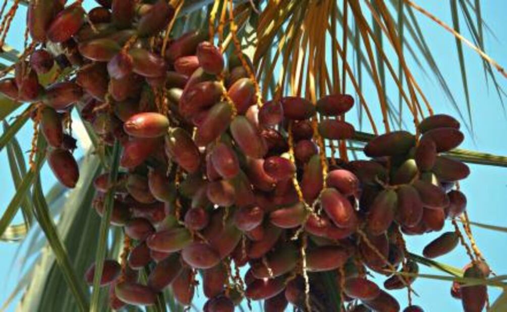 Conoce los beneficios de los dátiles