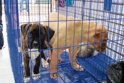 Recaban firmas contra venta de animales