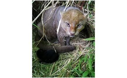 Nace en cautiverio cría de gato moro en zoológico de Veracruz 