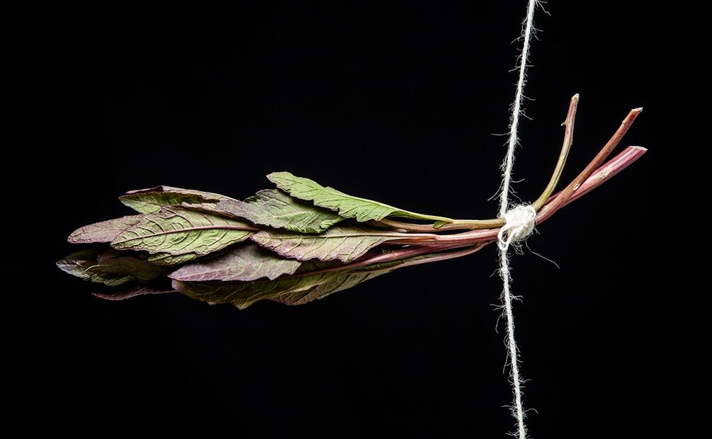 Siete hierbas para usar en la cocina. Epazote. Foto: Jorge Garaiz / El Universal
