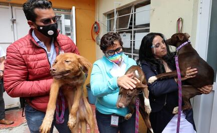Alcaldía Miguel Hidalgo presenta denuncia por abandono y maltrato de 3 perros