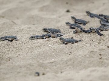 58 endangered baby turtles released to sea in Oaxaca