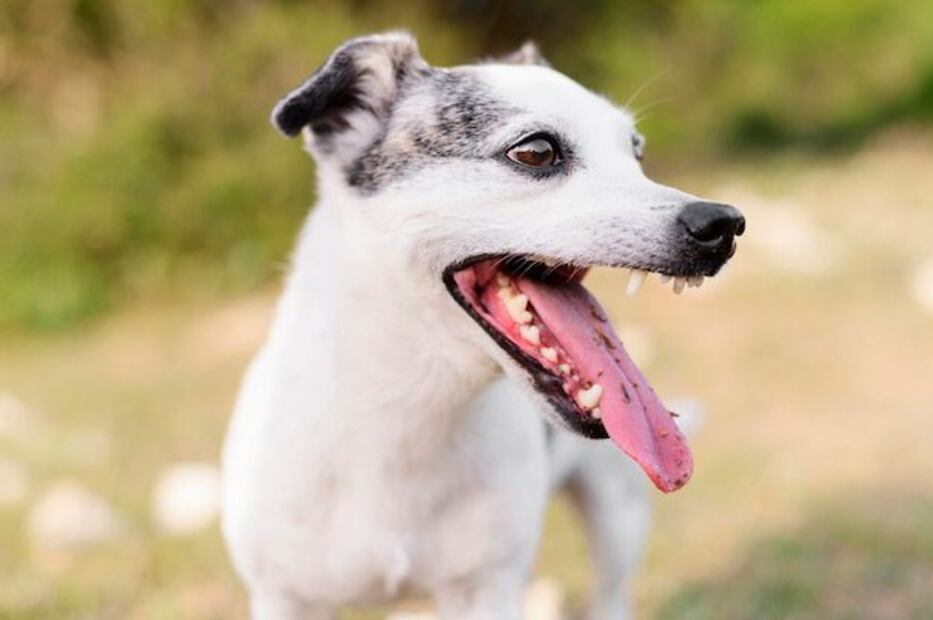 La prevención es clave para mantener la salud bucal de tu perro. Fuente: Freepik.
