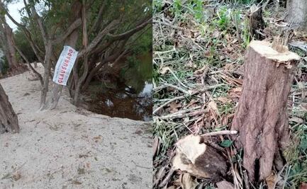 Clausuran zona en Sisal por destrucción de manglares; señalan a presuntos responsables y exigen sanciones