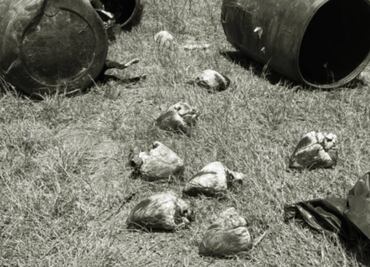 Choca tráiler que transportaba cuatro toneladas de perros y gatos muertos en Tamaulipas