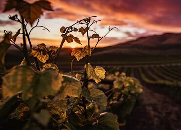 Coahuila, la sede de México Selection en 2022