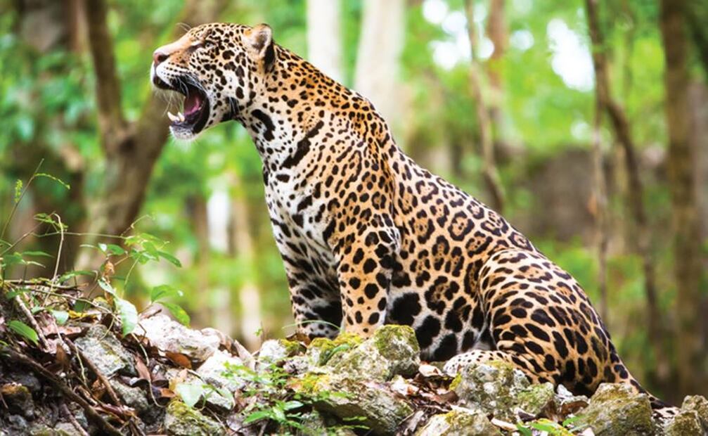 La Hora del Planeta culminará el próximo sábado 19 de marzo de 19:30 a 20:30 GMT. Foto: Archivo