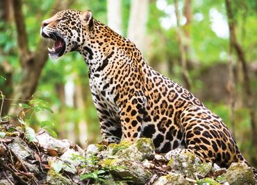 Hora del Planeta Latinoamérica insta a elegir entre especies o ecosistemas