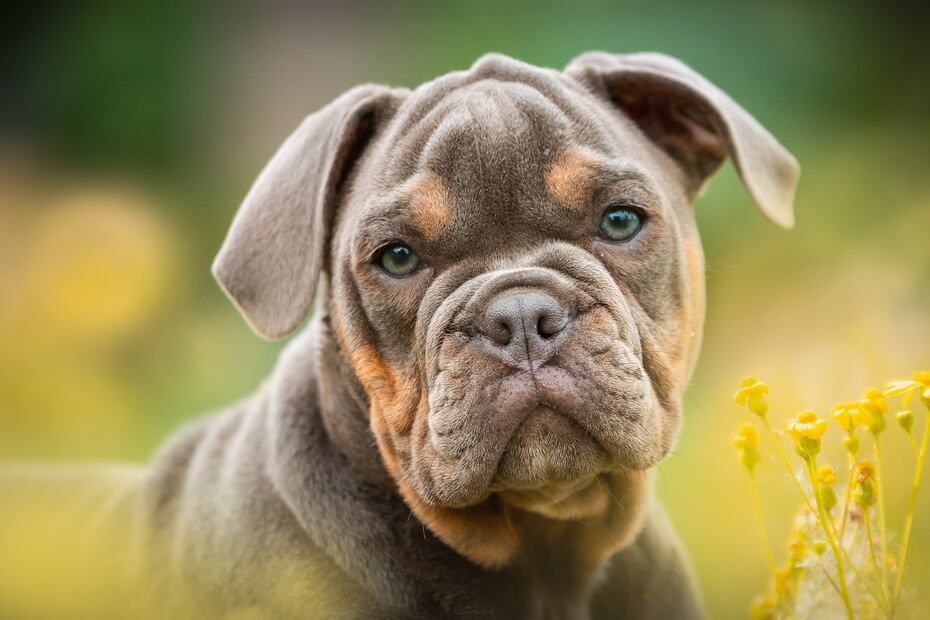 Razas de perros. Fuente: Pixabay