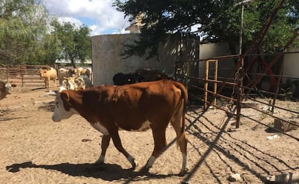 Freno a exportación de ganado por gusano barrenador impacta precios de carne de EU; "si colaboramos, todos ganamos”: Berdegué 