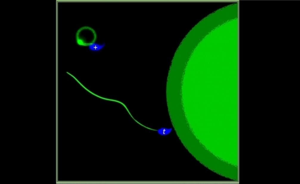 Espermatozoides "envenenan" a sus competidores en carrera al óvulo