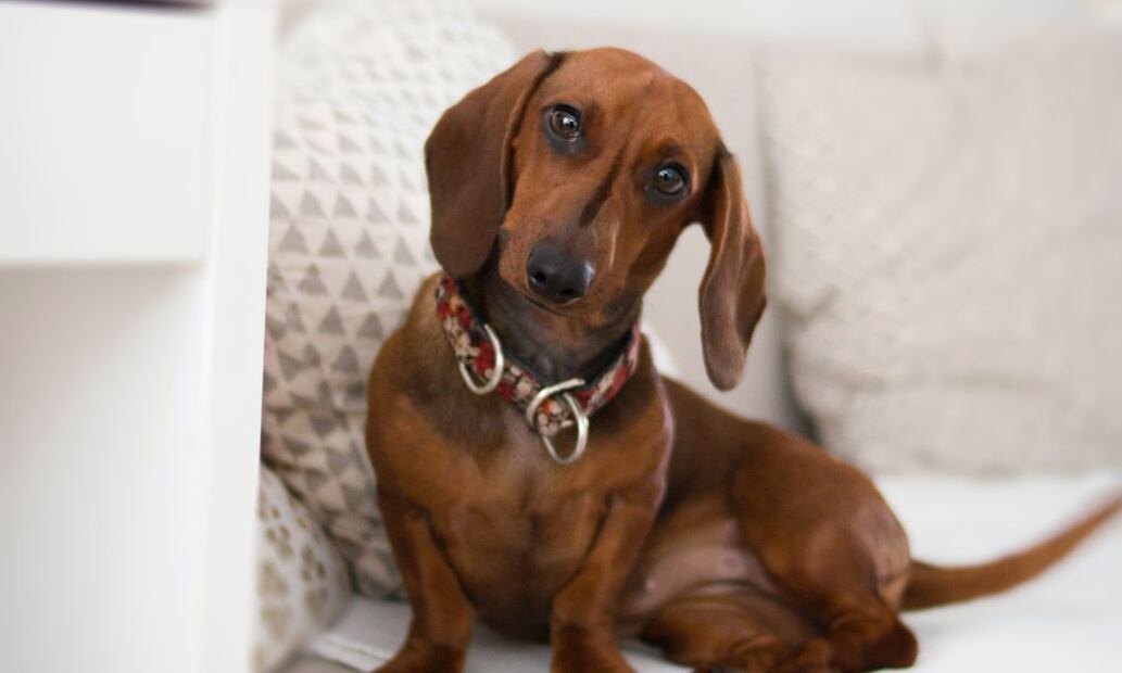 La clave RUAC ofrece numerosos beneficios para las mascotas. Fuente: Pexels