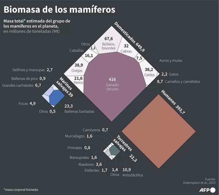 Masa húmeda estimada del grupo de los mamíferos en todo el mundo, en millones de toneladas. Foto: AFP