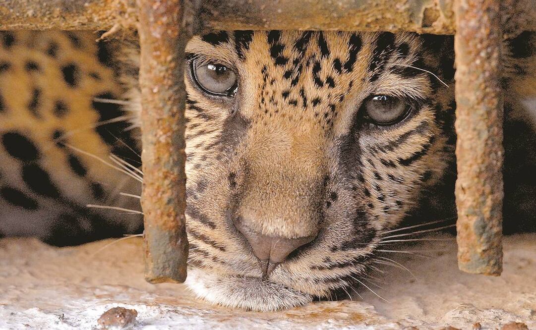 Foto: Archivo/ El Universal.