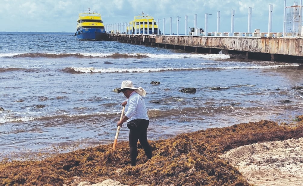Al acumularse el sargazo en las playas, se pudre y genera la llamada “marea marrón” que cambia la coloración del agua cercana a la costa y provoca afectaciones al paisaje, al ecosistema y al turismo. Fotos: de Adriana Varillas