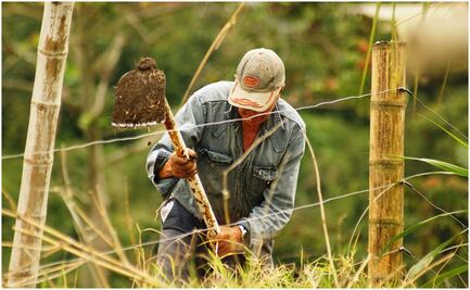 Advierten que por falta de apoyos aumentará importación de maíz y trigo en México 