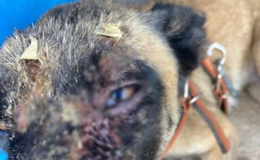 En otro acto de crueldad animal, en este municipio un sujeto arrojó agua hirviendo a una perrita. Foto: especial