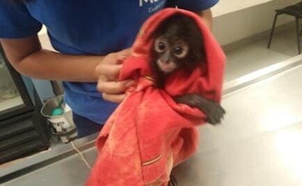 Aseguran una cría de mono araña en restaurante de Mérida