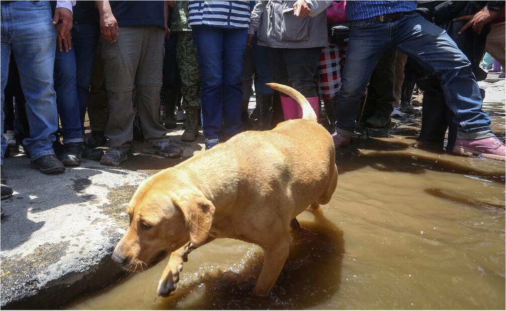 Perros y gatos sufren la inundación en Chalco, Estado de México. Foto: Luis Camacho/EL UNIVERSAL