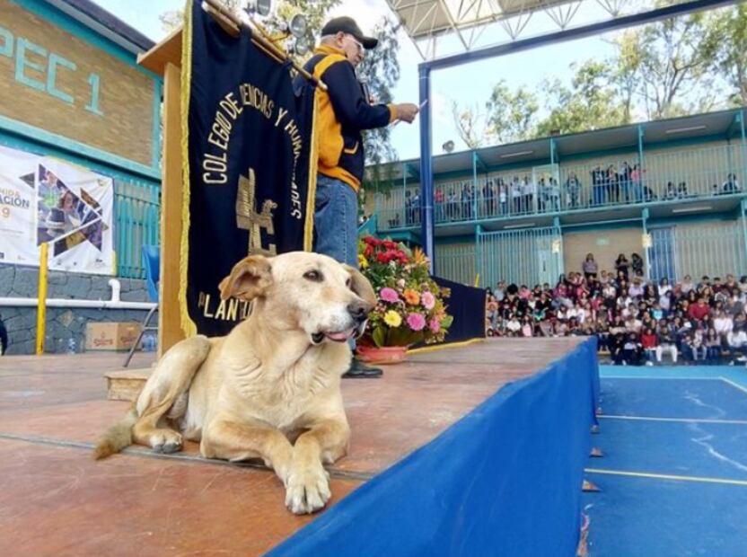 La historia de Mario Lenguas de Miletos, al igual que la de muchos perritos de la calle, estuvo llena de soledad y sufrimiento antes de ser cobijado por la institución. Foto: Redes Sociales