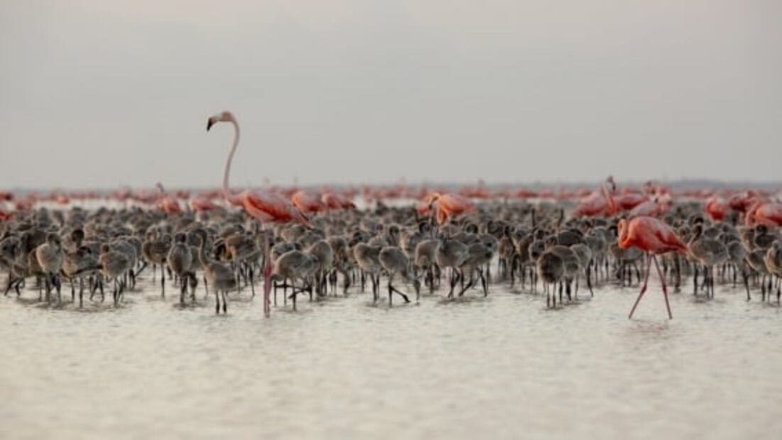 Sasha Sokol narrará migración de la fauna en "Nómadas" 