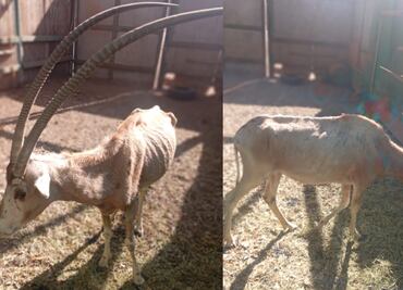 Denuncian grave situación de abandono del Zoológico de Culiacán; muere león blanco y otros animales presentan desnutrición