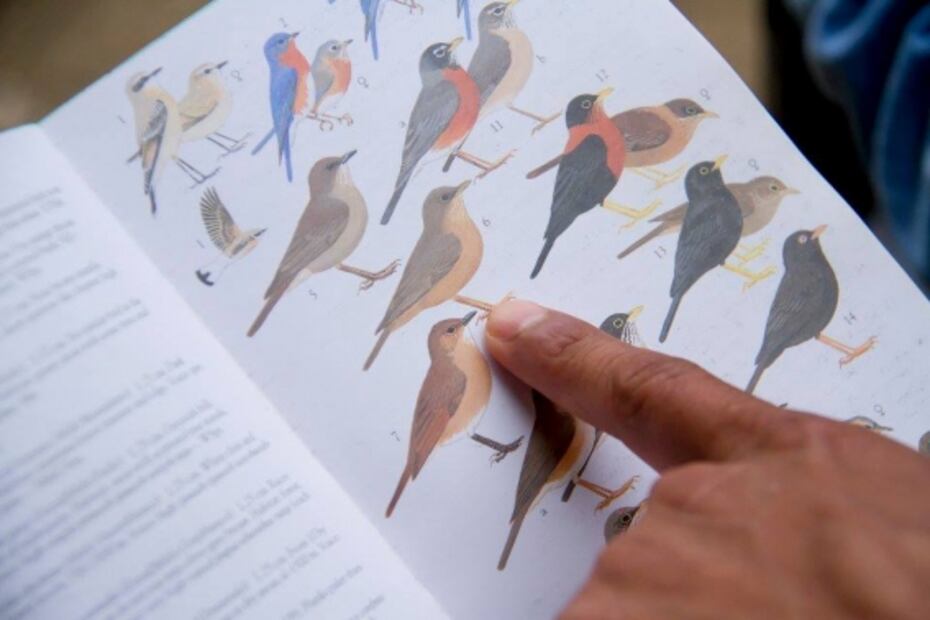 Pajarear, la actividad de antaño para proteger a las aves