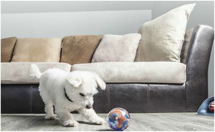 Elige a tu mascota robot