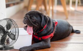 ¿Cómo cuidar la salud de tus mascotas en temporada de calor?; experto recomienda 5 tips indispensables