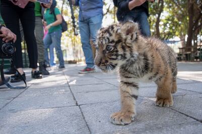 ¡Ternurita! Zoológico de Culiacán presenta a cachorro de tigre de bengala; le buscan nombre