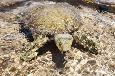 Mueren 9 personas, incluyendo ocho niños, tras comer carne de tortuga en Zanzíbar