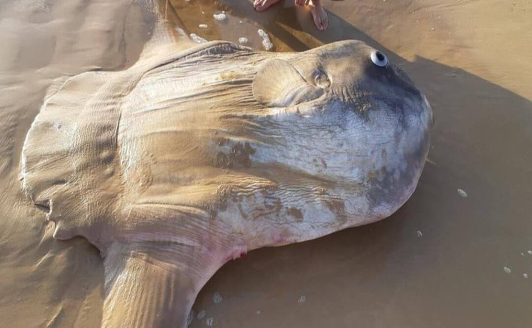 Unos pescadores encontraron un pez luna gigante en una playa del sur de Australia (Foto: JACOB JONES)