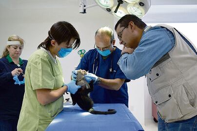 Pondrán en cuarentena al mono capuchino