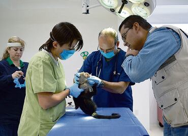 Pondrán en cuarentena al mono capuchino