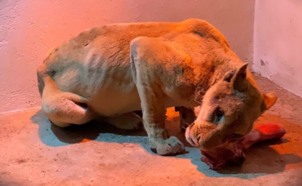 Felinos y primates llegan al Zoológico de Chapultepec tras ser rescatados de santuario en Tlalpan 