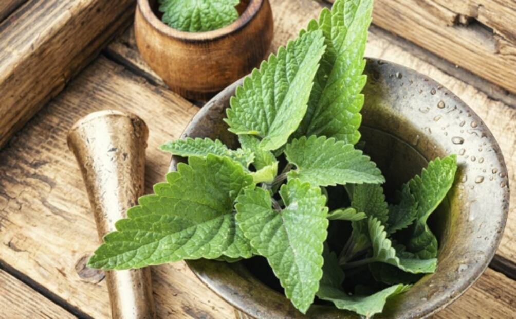 Estos son los múltiples beneficios de tomar infusiones de Toronjil