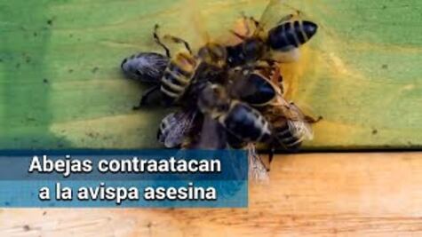 Así matan las abejas a su depredadora, la avispa asesina