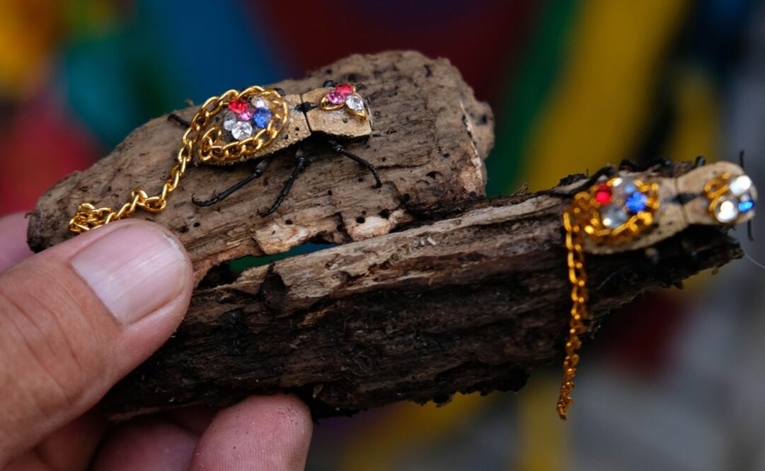 The beetle has an average life span of four years, as long as it is given wood to feed on - Photo: Cuauhtémoc Moreno/EFE