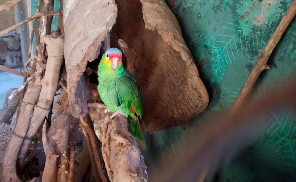 Profepa descarta maltrato en Zoológico de Vallarta y confirma buen estado de los animales (06/11/2025). Foto: Especial