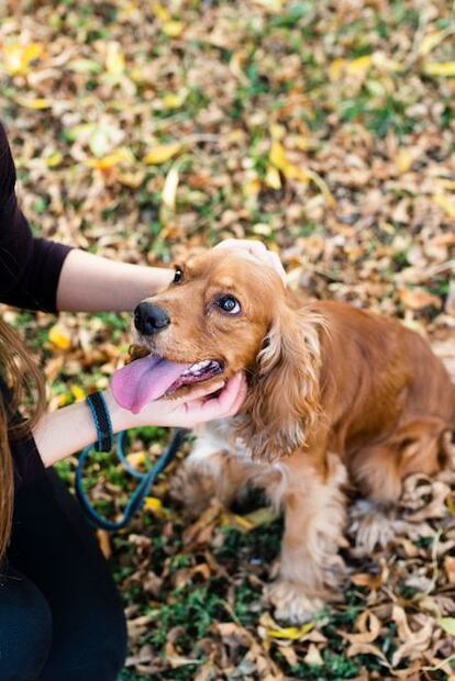 Desvelando el misterio: ¿Qué ven los perros realmente?. Fuente: Freepik.