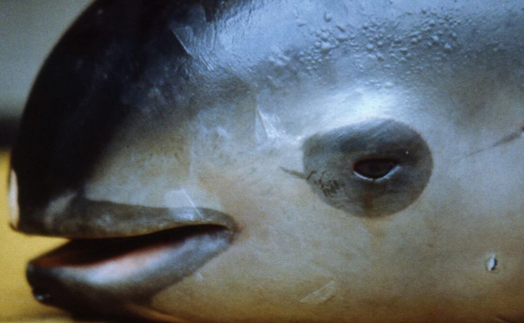The porpoise is practically extinct thanks to the totoaba trafficking- Photo: File Photo/EL UNIVERSAL
