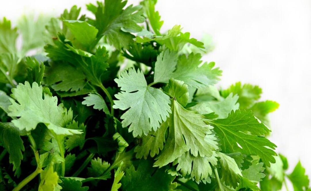 El cilantro posee diversas propiedades curativas. Foto: Pixabay
