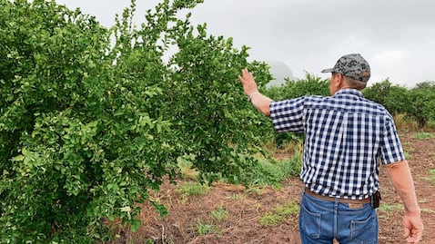 Limoneros critican pasividad de la Guardia ante extorsiones