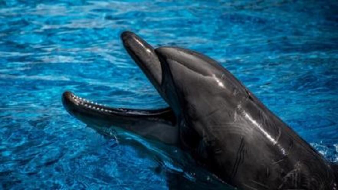 7 razones para no visitar un delfinario