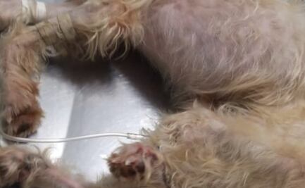 “Justicia para Bruno”: hallan a perrito atado dentro de una bolsa y no logra sobrevivir en Cozumel 