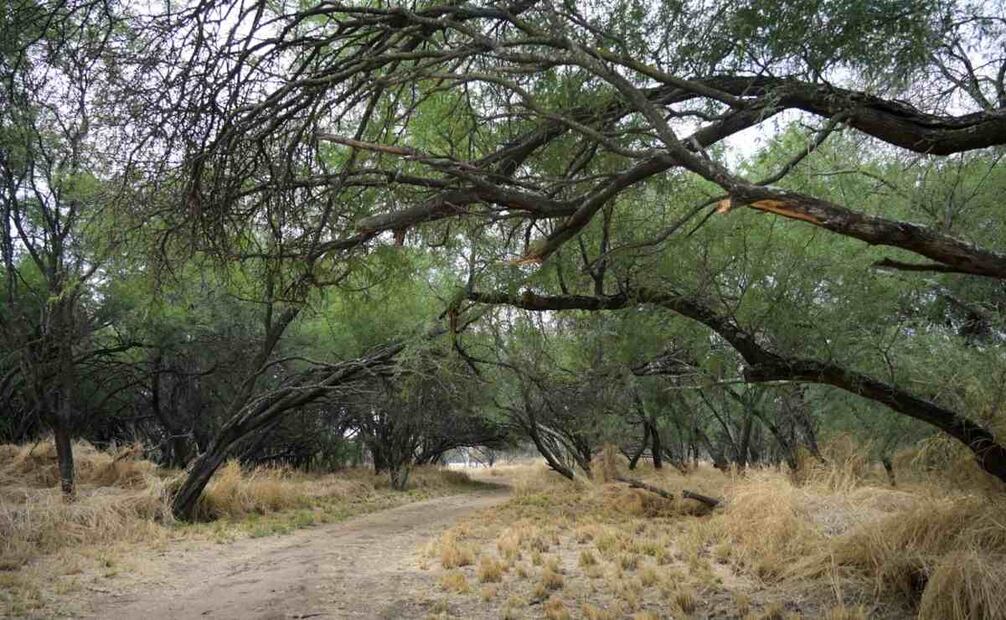 El Ayuntamiento de Aguascalientes busca impulsar la declaratoria como área natural protegida.
Foto: Especial.
