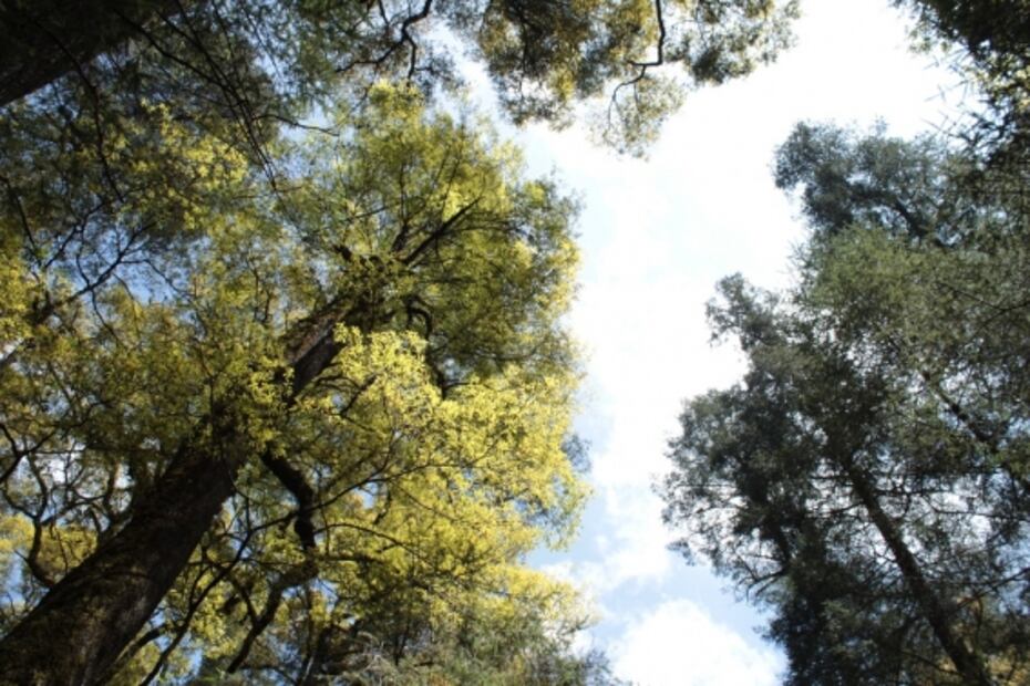 La belleza de nuestro primer Bosque Nacional 